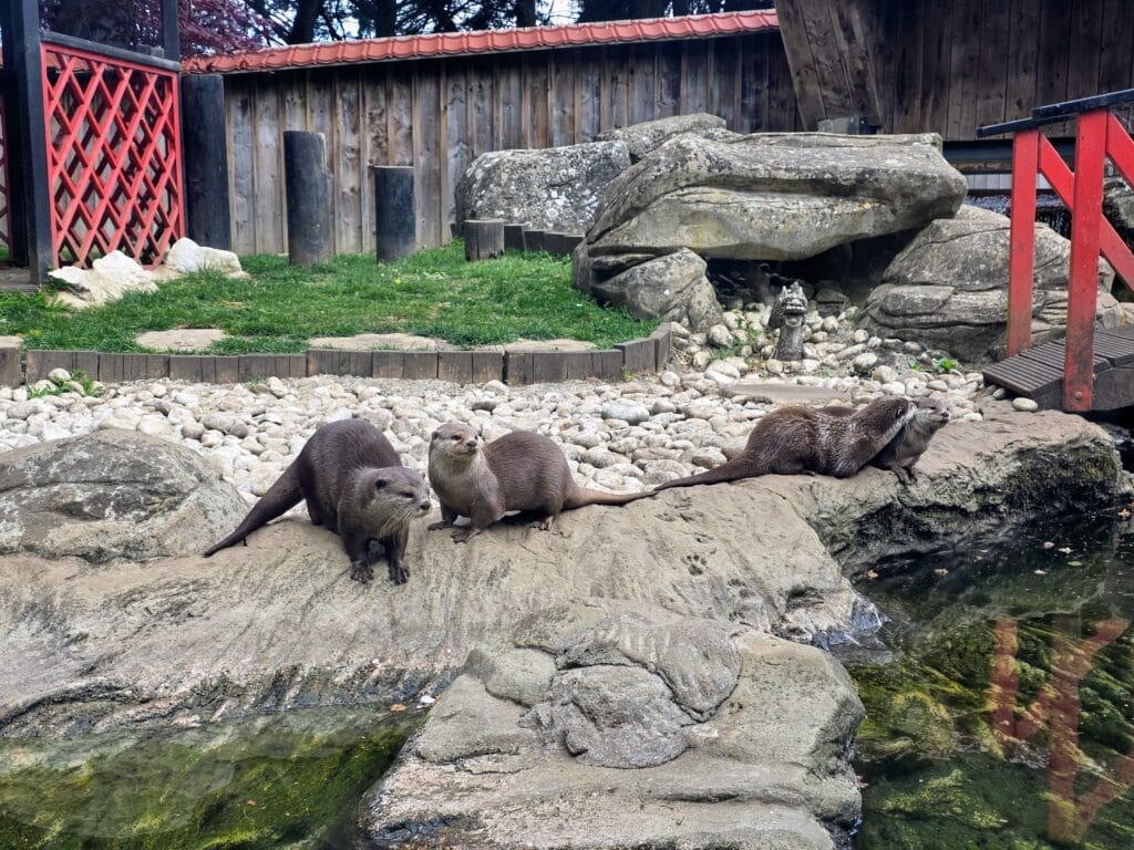Sea Life Weymouth Aquarium Review, frugal mum guide, photo of otters