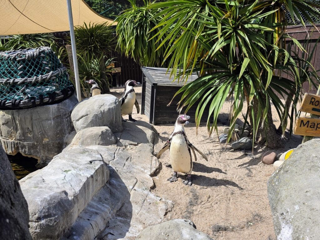 Sea Life Weymouth Aquarium Review, frugal mum guide, photo of penguins
