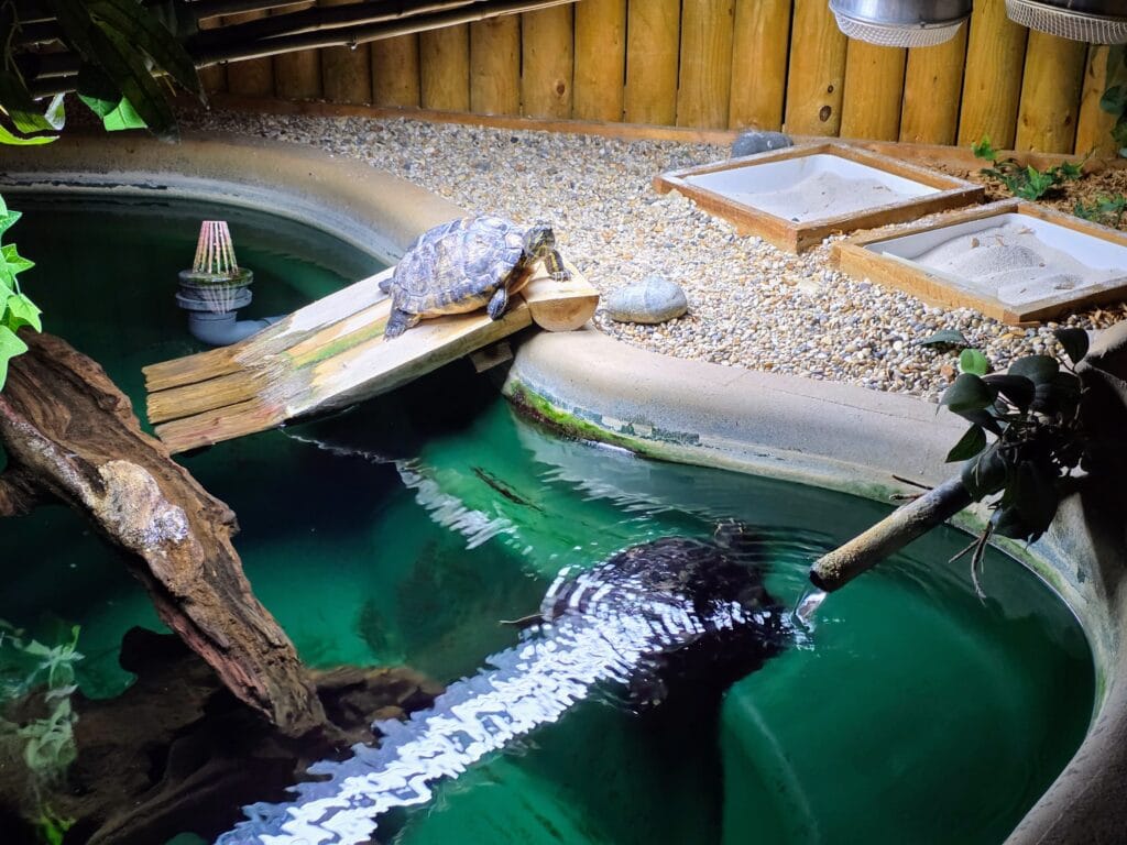 Sea Life Weymouth Aquarium Review, frugal mum guide, photo of turtle