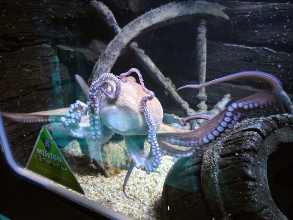Sea Life Weymouth Aquarium Review, frugal mum guide, photo of octopus