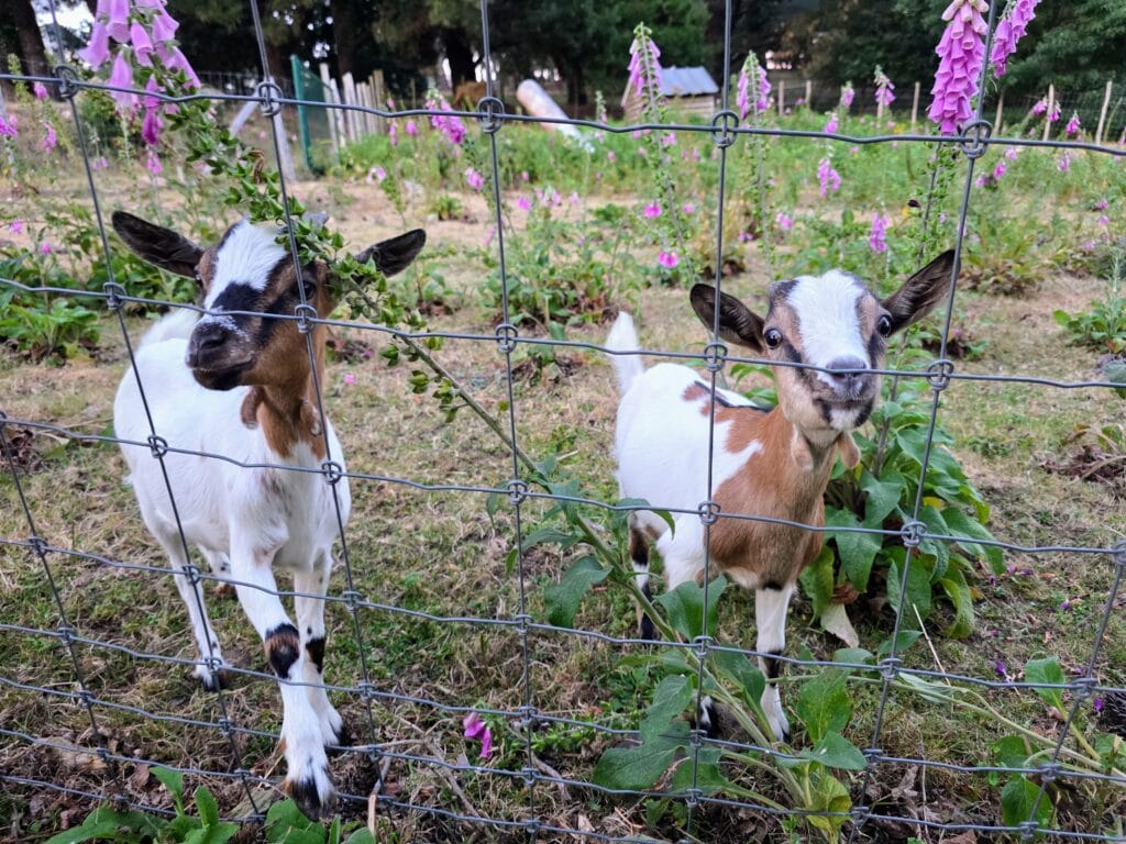 Eurocamp Holiday Review, Le Mané Guernehué, Brittany, France, frugal mum travel guide, photo of goats