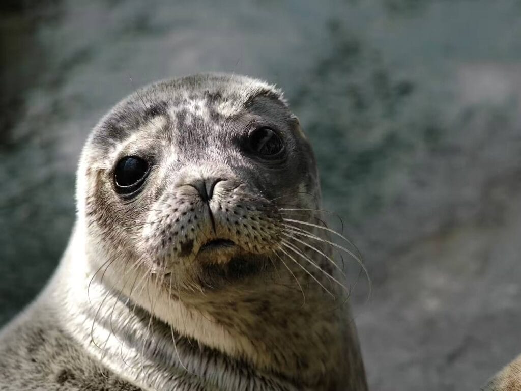20 Best Things to Do in Brittany with Kids, frugal mum travel guide, photo of seal
