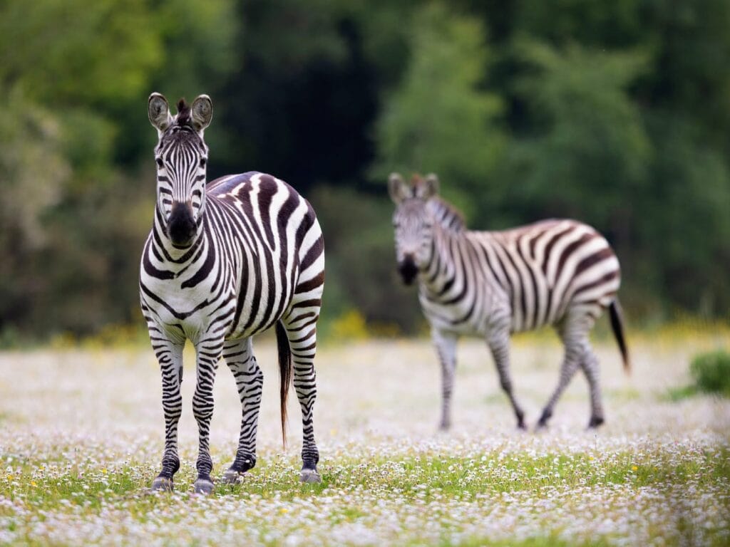 Eurocamp Holiday Review, Le Mané Guernehué, Brittany, France, frugal mum travel guide, photo of branfere animal park zebras