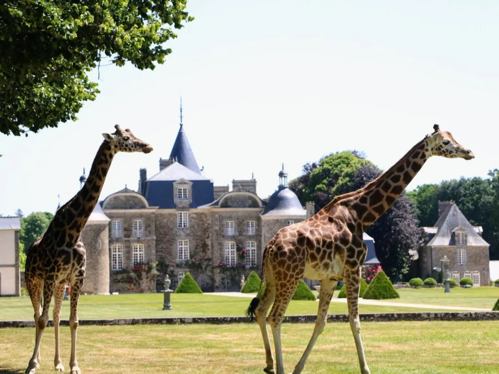 20 Best Things to Do in Brittany with Kids, frugal mum travel guide, photo of La Bourbansais Zoo