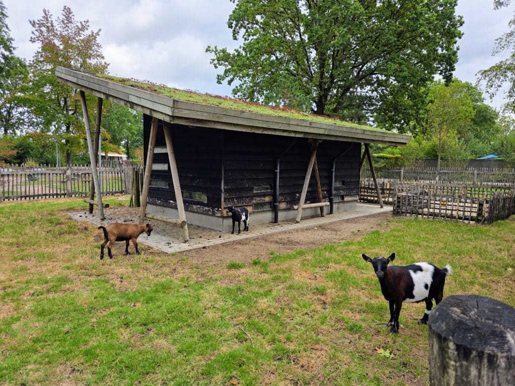 Eurocamp Holiday TerSpegelt, the Netherlands, frugal mum review, photo of goats