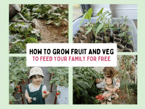 How to grow your own fruit and vegetables at home to feed your family on a budget or for free!, frugal mum tips article