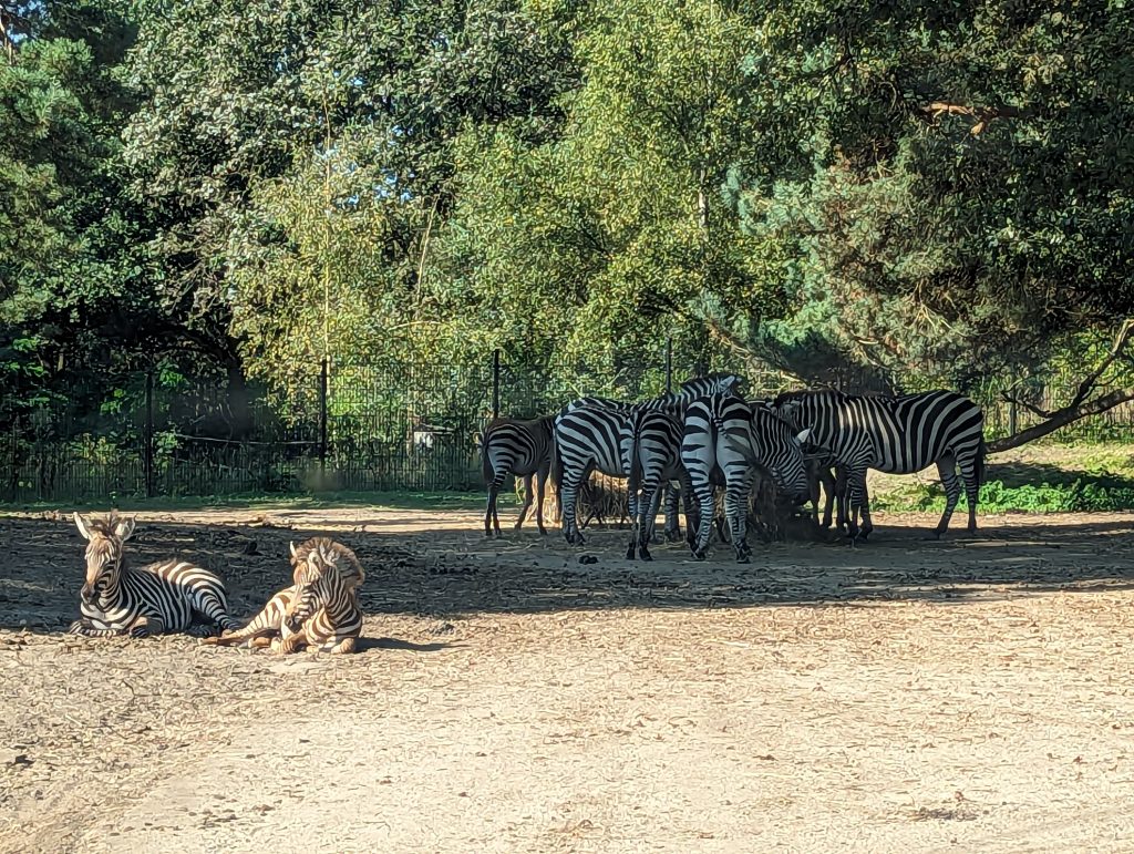 The Netherlands, Beekse Bergen Safari Zoo, car safari, zebras, frugal mum photo, lake resort review, eurocamp holiday