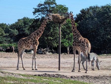 The Netherlands, Beekse Bergen Safari Zoo, car safari, giraffes eating, frugal mum review photo, eurocamp holiday, lake resort