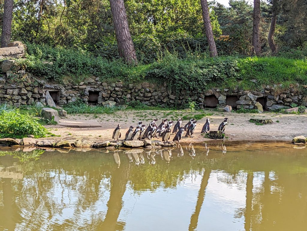 Eurocamp holiday, lake resort, frugal mum review photo, The Netherlands, Beekse Bergen Safari Zoo, walking safari, penguins