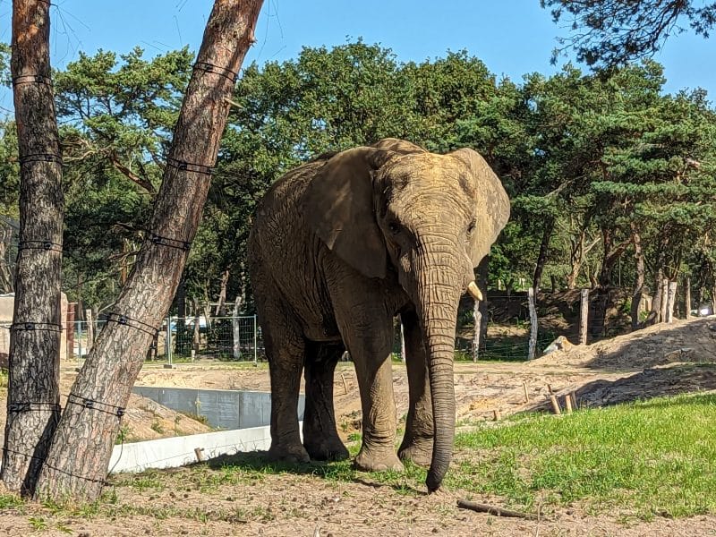 beekse bergen safari park review, the netherlands, frugal mum