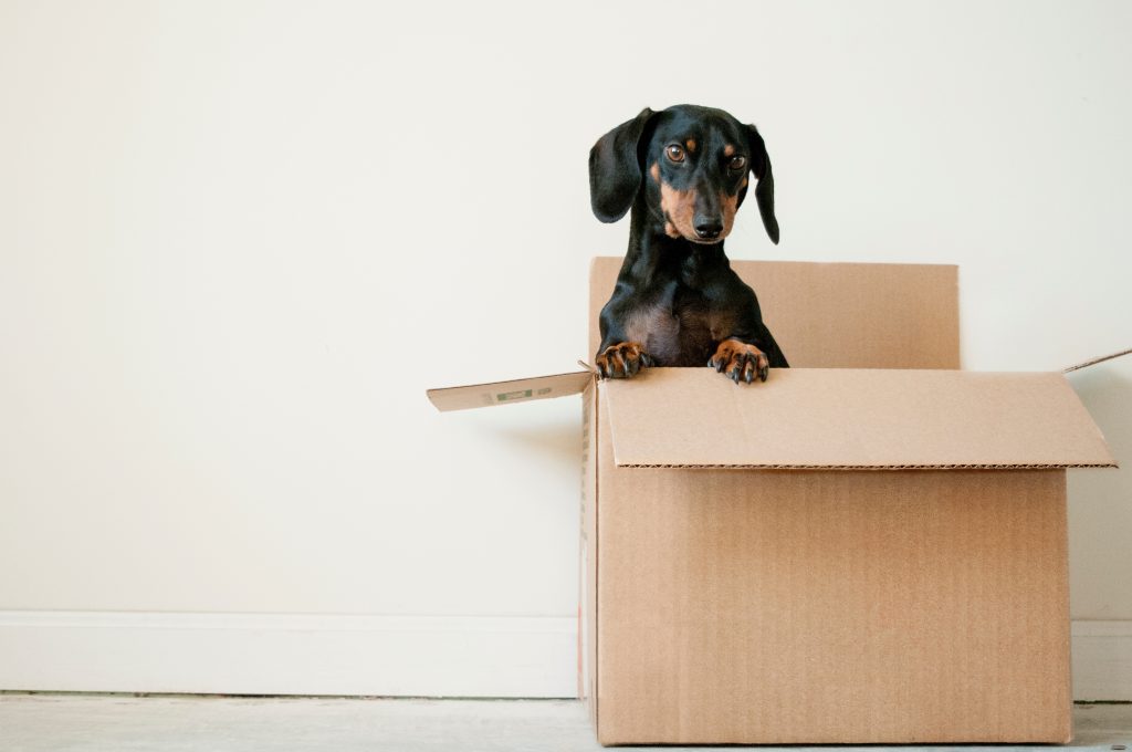 dog in box, declutter, donate, 30 day decluttering and cleaning guide, free printable, how to permanently declutter home, steps