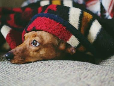 dog with hat on under blanket