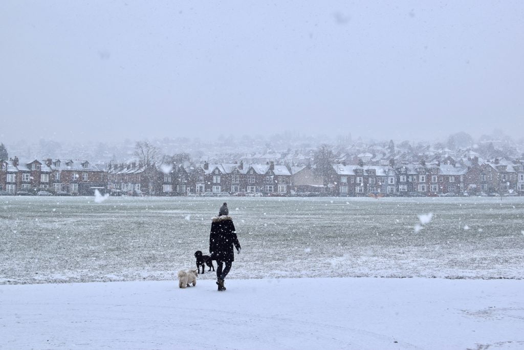 lady with dogs walking in the snow