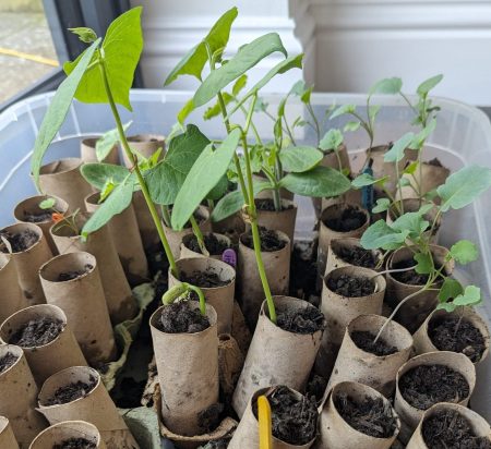 How to grow your own fruit and vegetables, feed your family on a budget or free, frugal mum tips, toilet roll tube seedlings