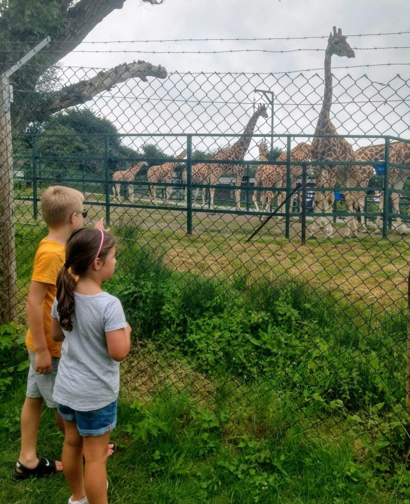 Free Day Out with the Kids, West Hythe river walk, zoo animals, nature walk, Kent, frugal mum children looking at giraffes