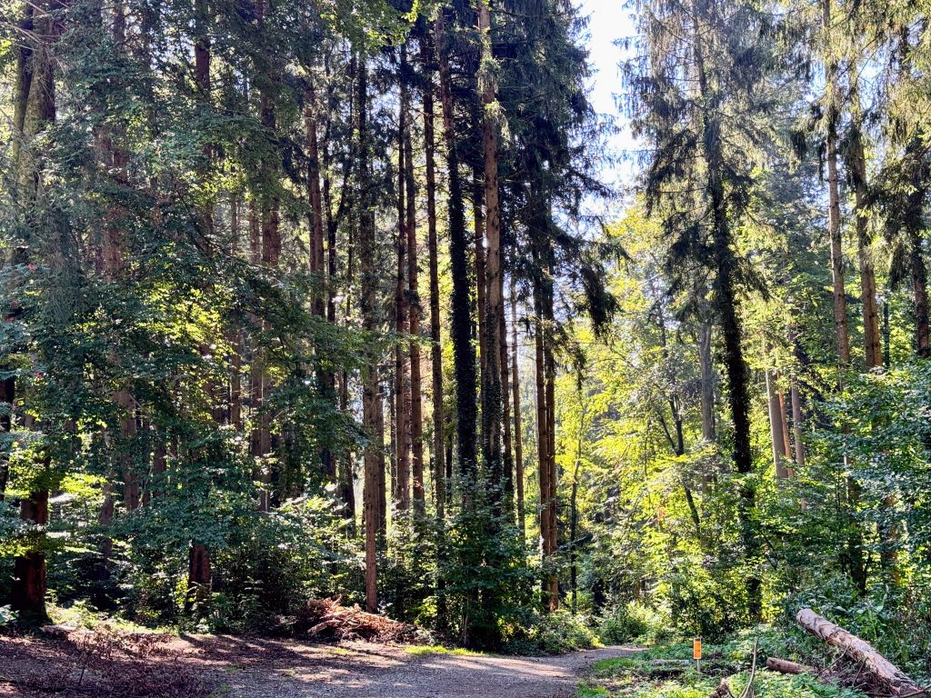 Eurocamp Holiday Review, Gitzenweiler Hof, Lindau, Bavaria, Germany, frugal mum photo woodland