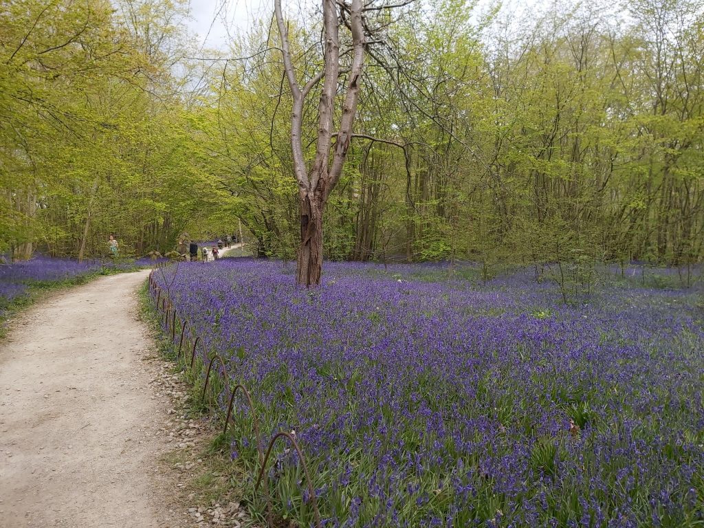 Kent with Kids, Hole Park, Rolvenden, day out, bluebells, spring, woodland