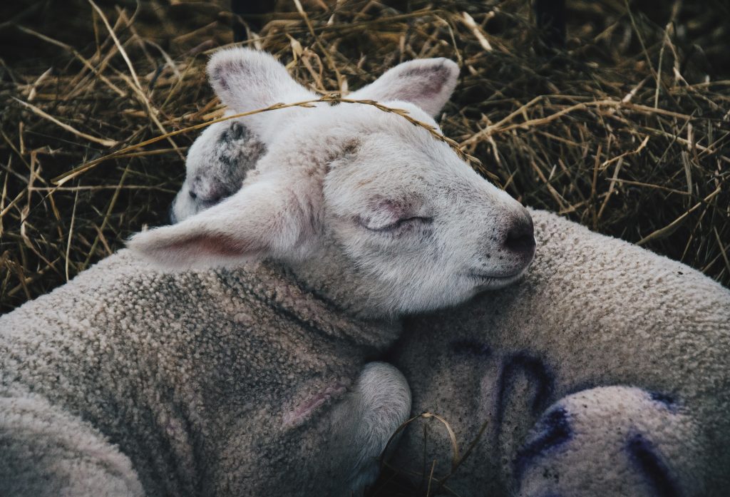 lambs cuddling on bed of straw
