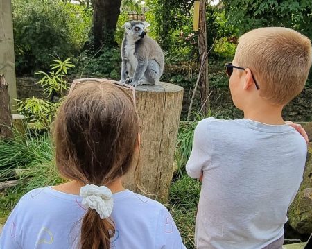 zsl london zoo, frugal mum children, lemur