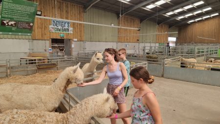 Somerset, Puxton Adventure Park, frugal mum children, feeding alpacas