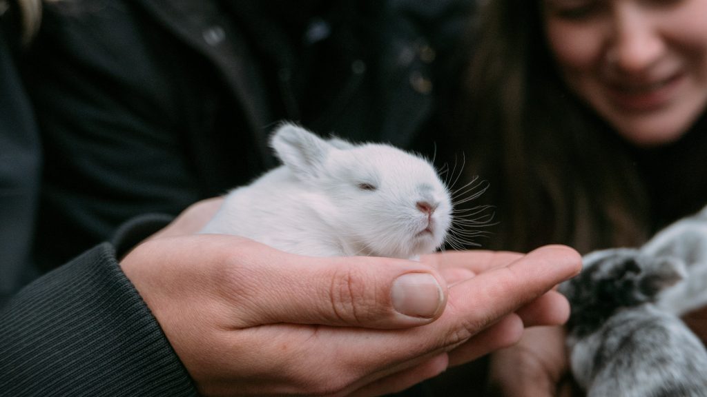 white rabbit in hands